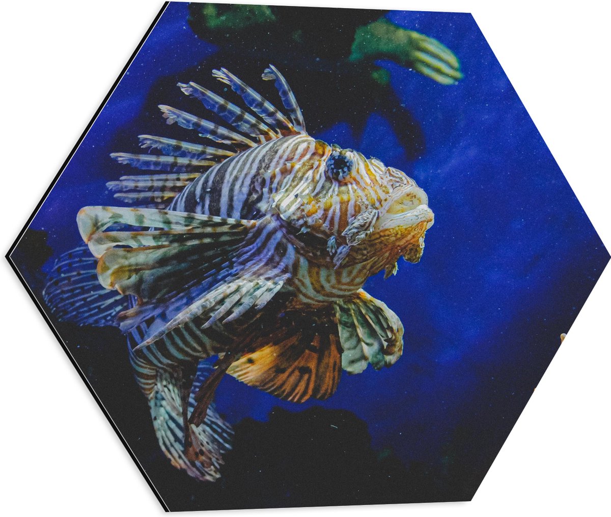 Dibond Hexagon - Koraalduivel Vis tussen het Koraal in Blauwgekleurd Aquarium - 50x43.5 cm Foto op Hexagon (Met Ophangsysteem)