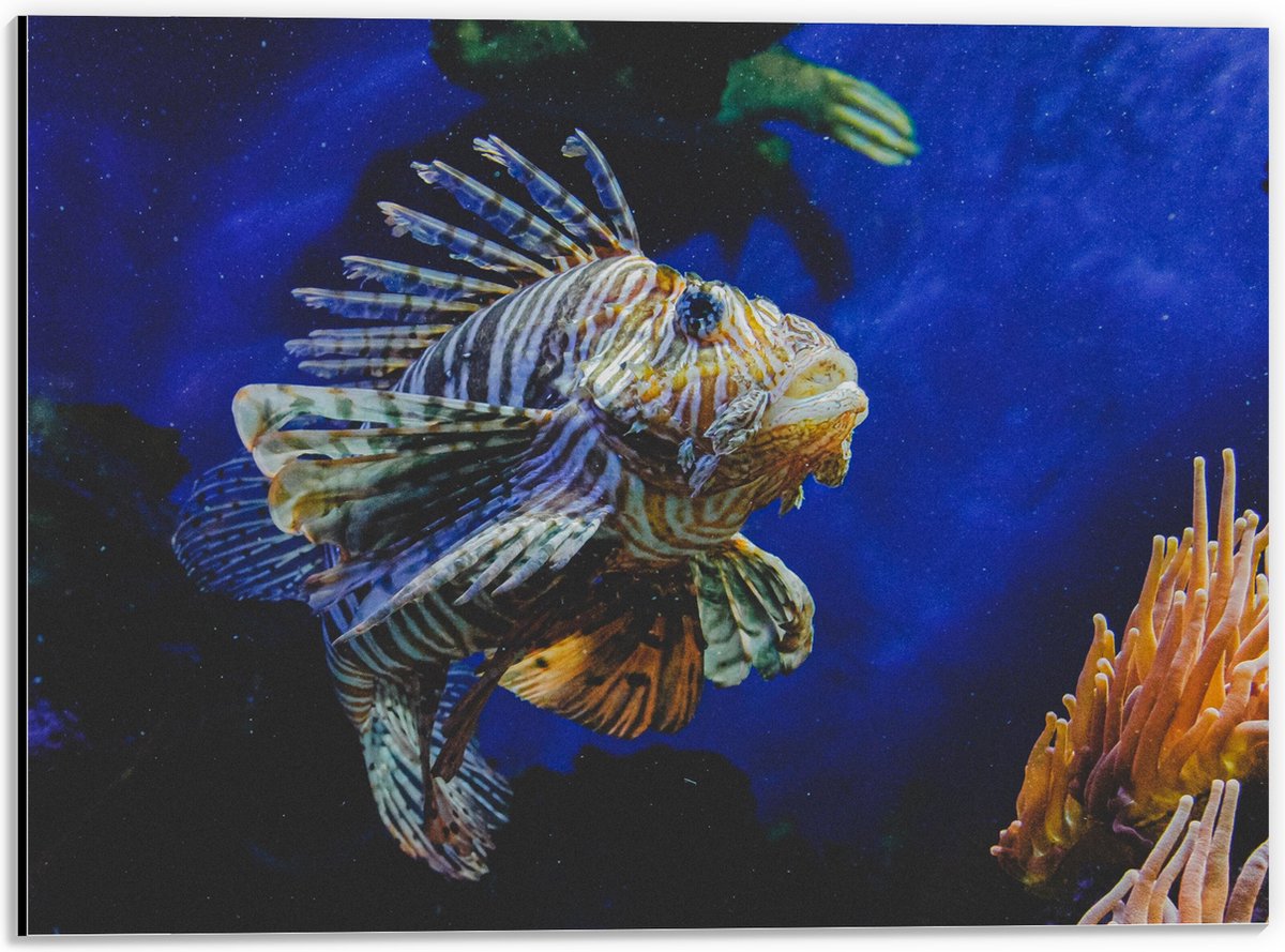 Dibond - Koraalduivel Vis tussen het Koraal in Blauwgekleurd Aquarium - 40x30 cm Foto op Aluminium (Met Ophangsysteem)