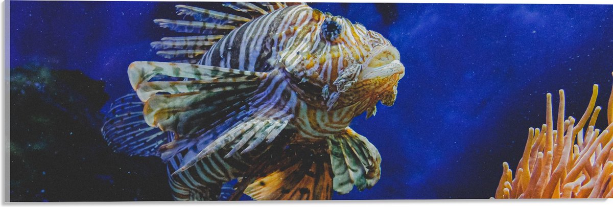 Acrylglas - Koraalduivel Vis tussen het Koraal in Blauwgekleurd Aquarium - 60x20 cm Foto op Acrylglas (Wanddecoratie op Acrylaat)