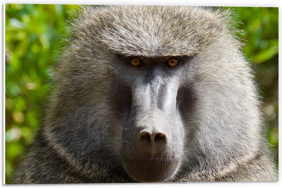 WallClassics - Panneau en mousse PVC - Singe babouin gris aux yeux Oranje - Photo 60x40 cm sur panneau en mousse PVC (avec système de suspension)