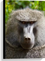WallClassics - Toile - Singe babouin gris aux yeux Oranje - Photo sur toile 40x60 cm (Décoration murale )