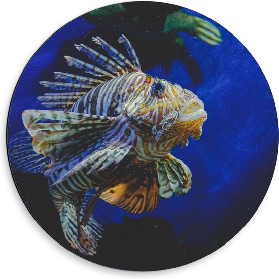 Dibond Muurcirkel - Koraalduivel Vis tussen het Koraal in Blauwgekleurd Aquarium - 50x50 cm Foto op Aluminium Muurcirkel (met ophangsysteem)