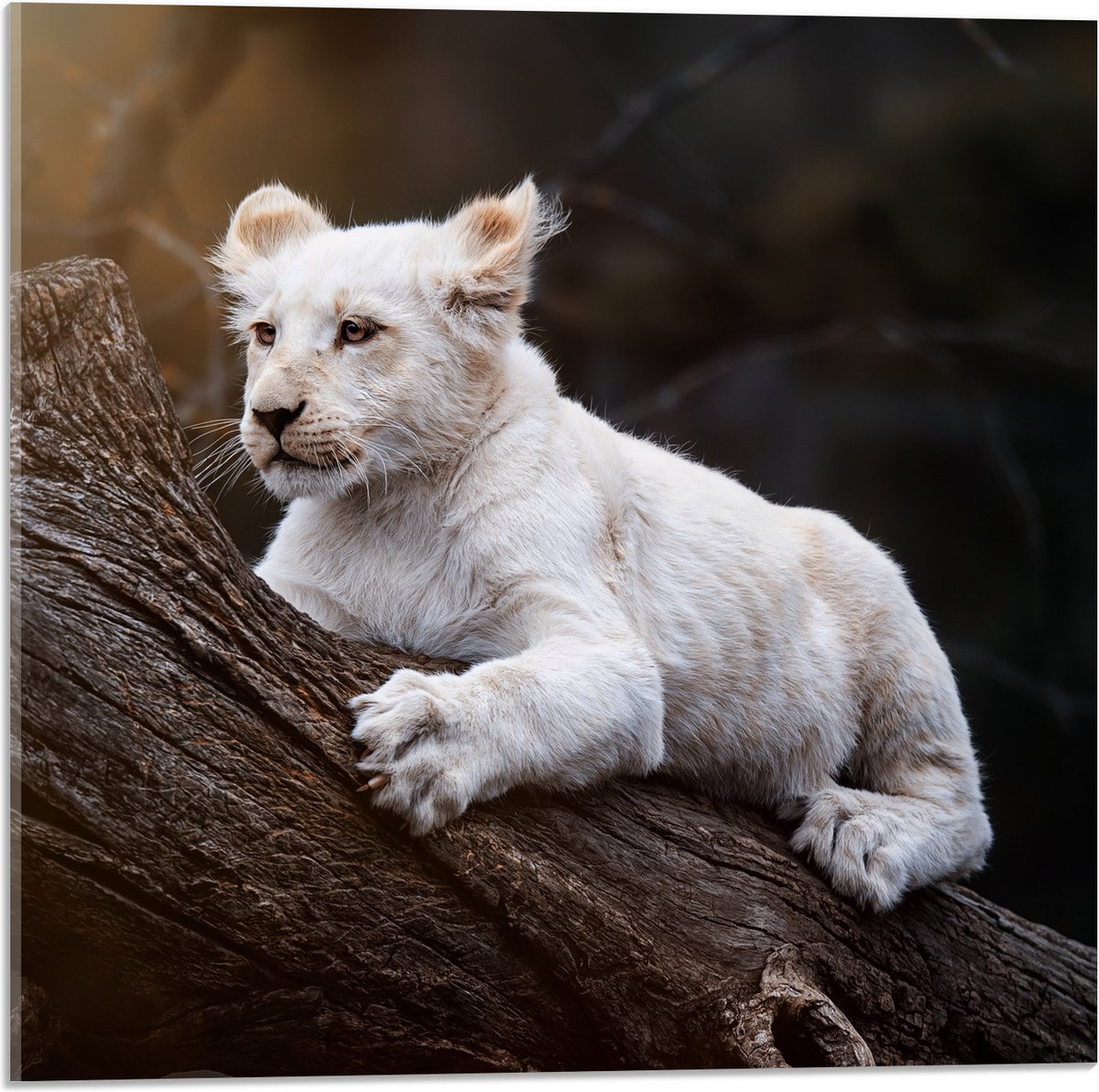 Acrylglas - Zuid-Afrikaanse Witte Tijger op Dikke Boomstam in Zonnestralen - 50x50 cm Foto