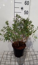 Cistus salviifolius - Rotsroos 20 - 25 cm in pot