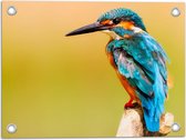 WallClassics - Tuinposter – Blauw met Oranje IJsvogel op Tak - 40x30 cm Foto op Tuinposter (wanddecoratie voor buiten en binnen)