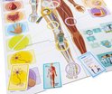 Bordspel met afbeelding van het menselijk lichaam, organen, botten en neuronen.