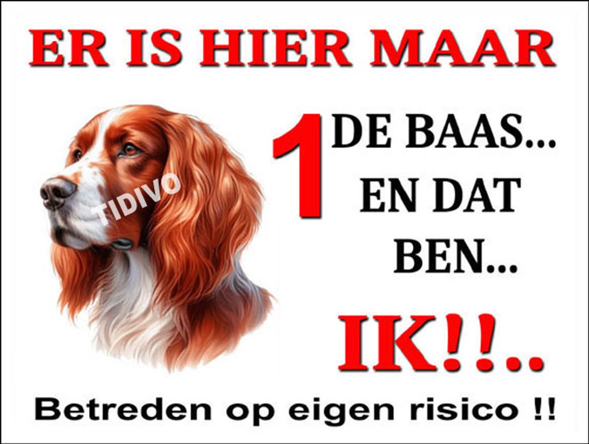 Ierse Setter 26