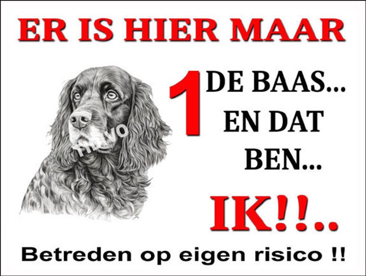 Field Spaniel 26
