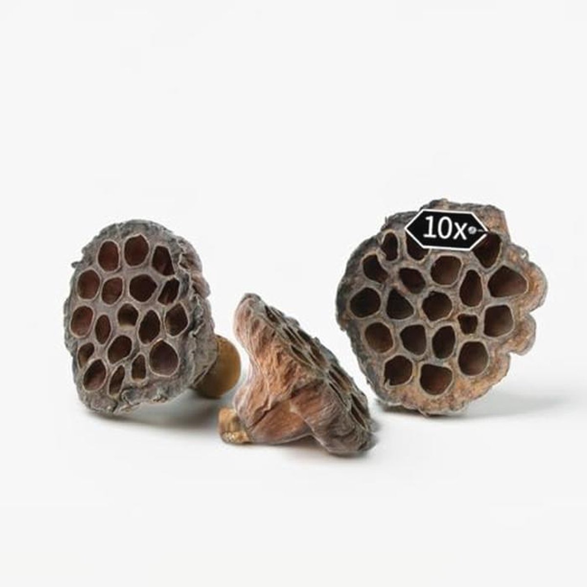 Gedroogde lotusbloemen set van 10 voor decoratie en knutselprojecten