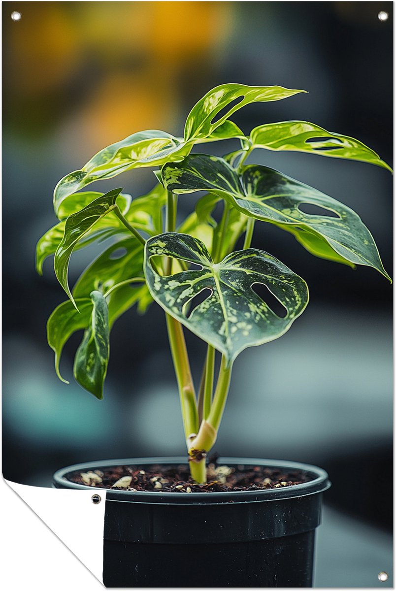 Monstera plant – buiten – Tuinposter – 40x60 cm