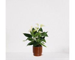Anthurium wit in sierpot Liam Terra – bloeiende kamerplant – flamingoplant – 40-50cm - Ø13 – geleverd met plantenpot – vers uit de kwekerij