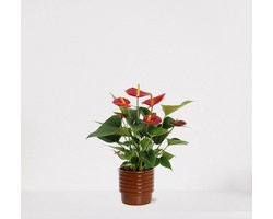 Anthurium rood in sierpot Naemi Terra – bloeiende kamerplant – flamingoplant – 40-50cm - Ø13 – geleverd met plantenpot – vers uit de kwekerij