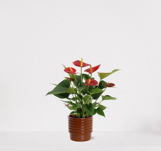 Anthurium rood in sierpot Naemi Terra – bloeiende kamerplant – flamingoplant – 40-50cm - Ø13 – geleverd met plantenpot – vers uit de kwekerij