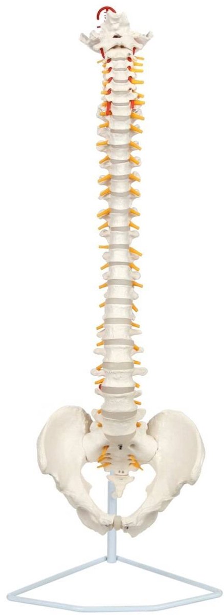 90 cm-Kunststof Ruggengraat met Bekken – Levensecht anatomisch model-zwaar pvc-skelet