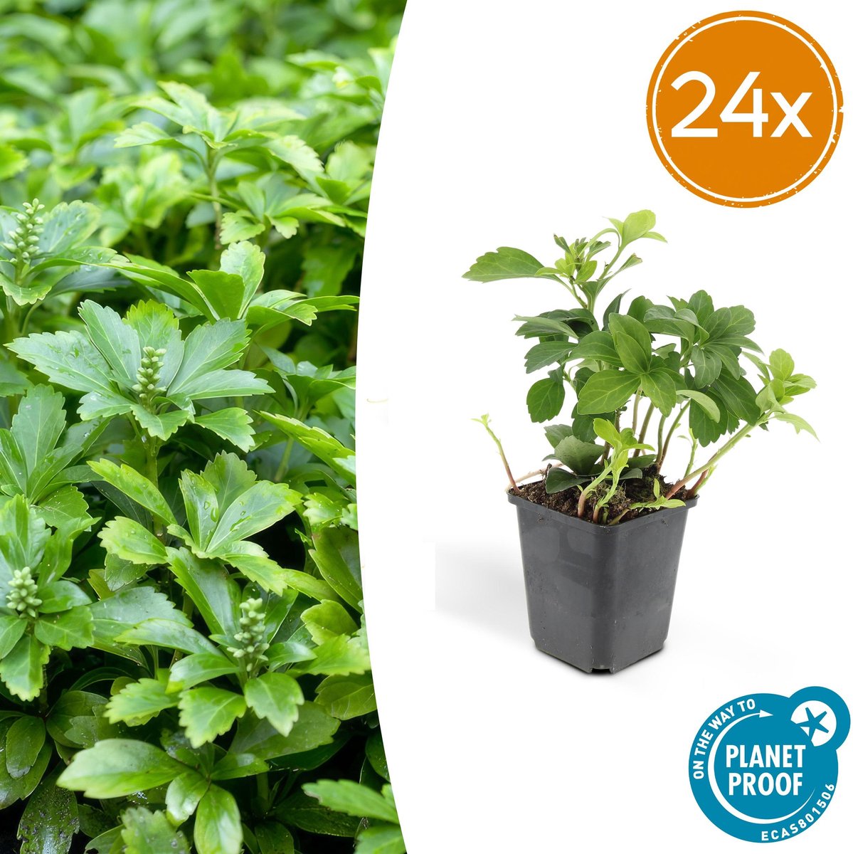 Pachysandra term. Green Carpet, bodembedekker, kleur wit 25cm - Ø9cm - 24x