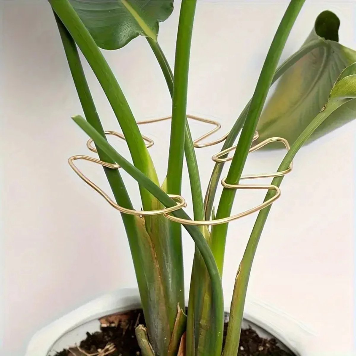 Repus - Plantensteun - Ondersteunen - Decoratie - Hulpmiddel - Plant verzorgen - Rechtop blijven groeien
