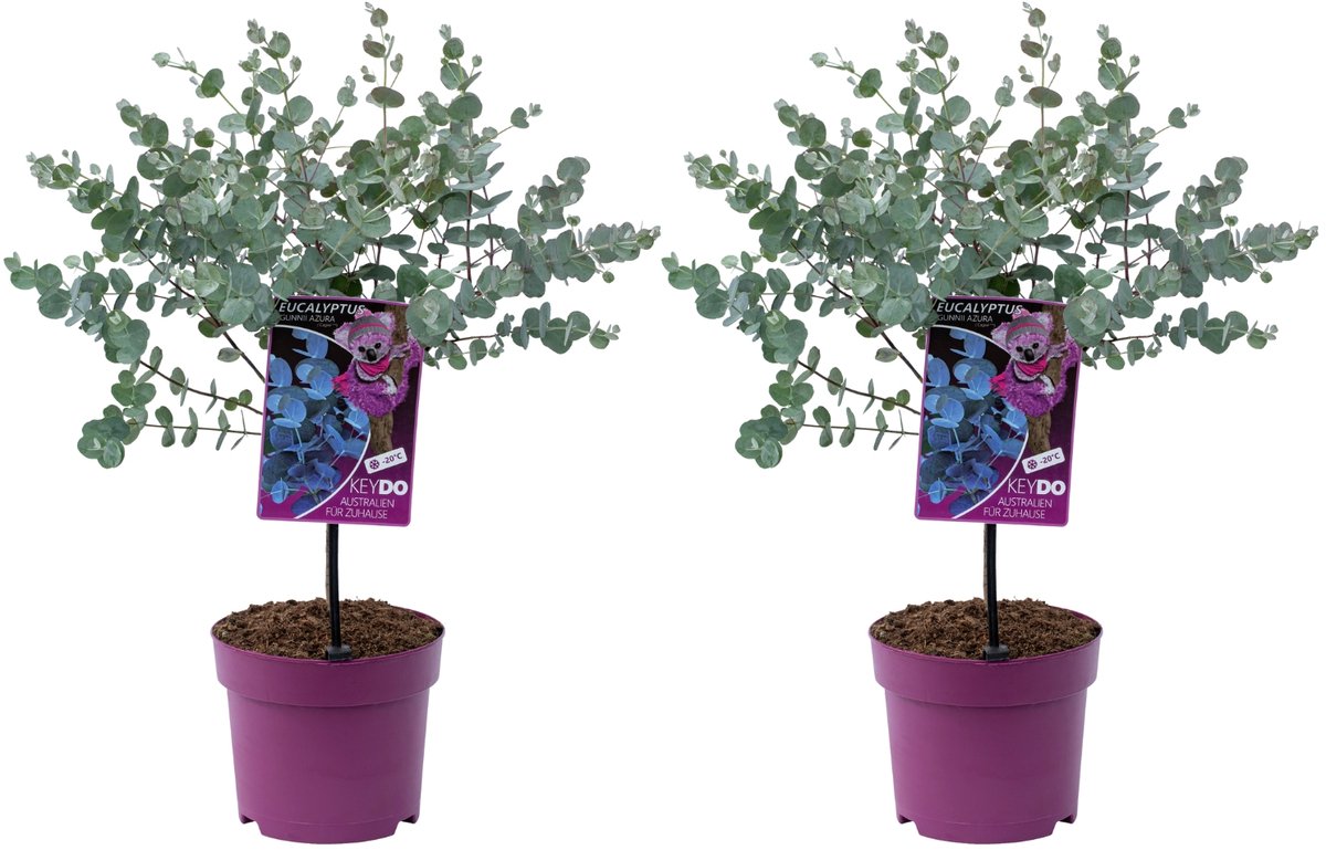 GARDENZO - 2x Eucalyptus gunnii 'Azura' op stam - Gomboom - 40-50cm - Ø15cm pot
