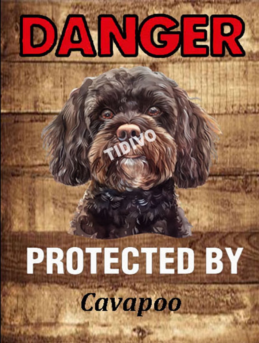 Cavapoo 19