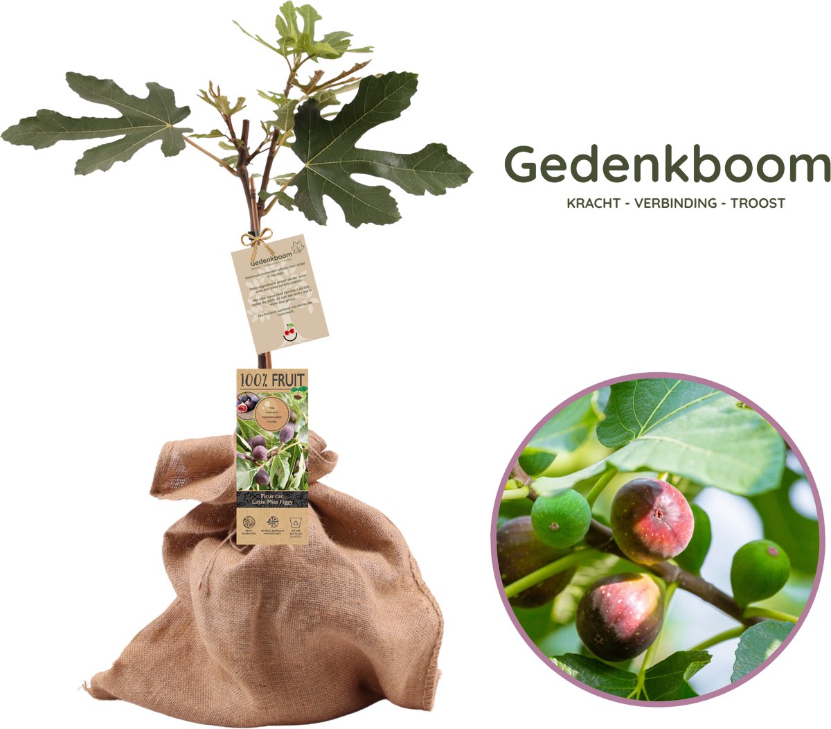 Gedenkboom - symbolisch cadeau - Vijgenboom - Ficus carica 'Little miss Figgy' - 70 - 95 cm - 21 cm