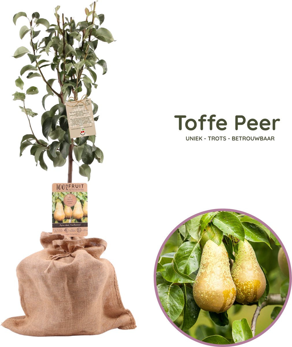 Toffe peer - Symbolisch cadeau - Perenboom - Pyrus communis Patiobomen 'Conference' - hoogte 70-95 cm - 21 cm