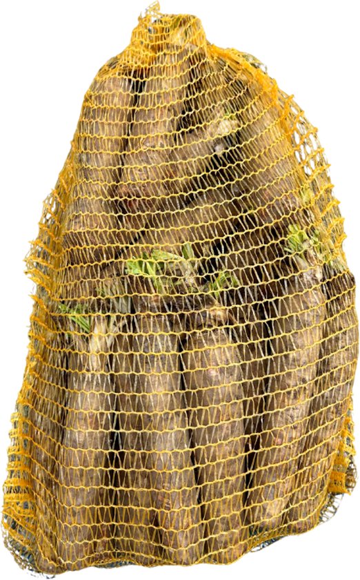 Witlofwortels - zelf witlof kweken - witloof - 50 wortels - ca. 10 kg