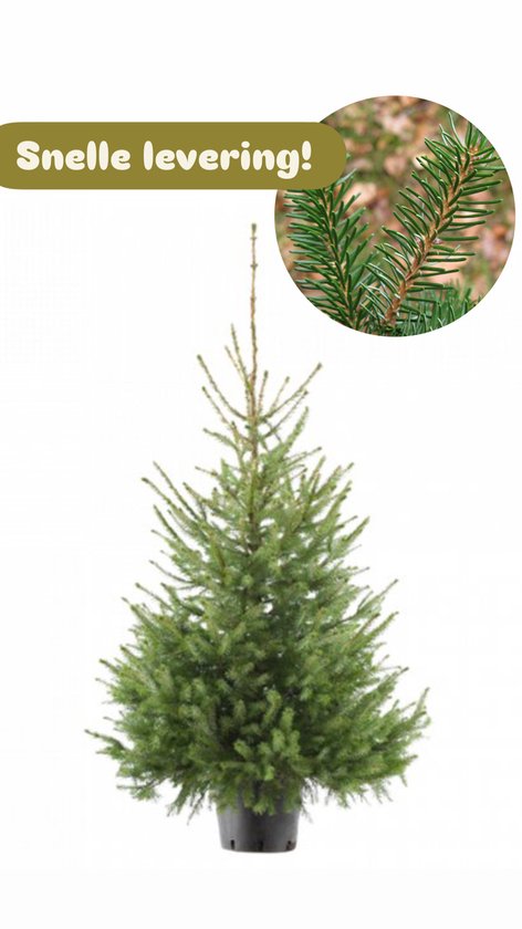 Luxury Trees – Kerstboom – Picea Omorika – 100–125 cm
