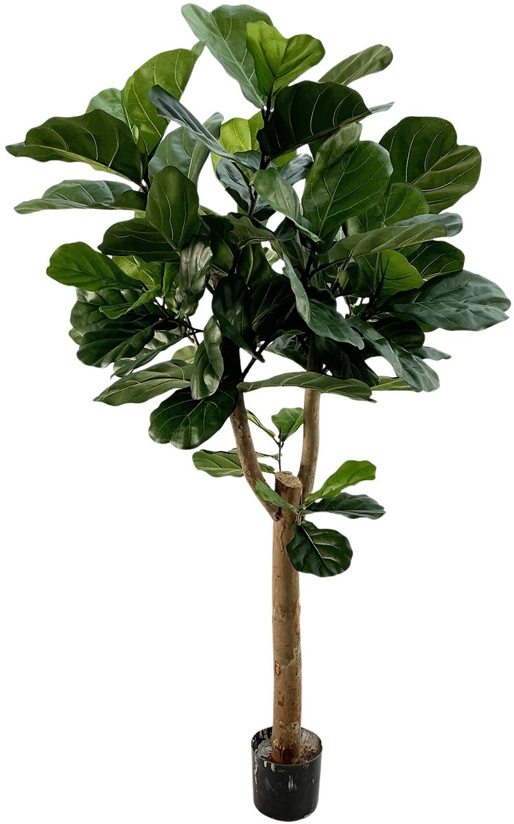 maxifleur Kunstplanten Lyrata Deluxe Y Kunstboom 170cm in pot Groen