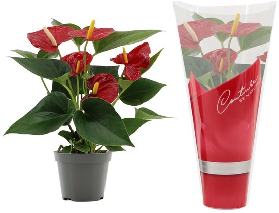 Antharium Rood - Decoratieve Kamerplant met Felrode Bloemen, Ideaal voor Binnen en Makkelijke Verzorging