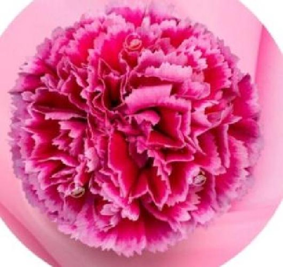 20x Dian.st.nobbio frenzy 70cm