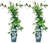 2 x Witte Toscaanse Jasmijn - Set van 2 x Sterjasmijn - Klimplanten | Wit - Groenblijvend / Wintergroen en Winterhard - Tuinplanten | 2 x 1,5 liter pot | Hoogte 60/80cm