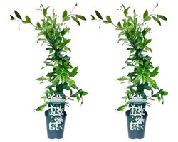 2 x Witte Toscaanse Jasmijn - Set van 2 x Sterjasmijn - Klimplanten | Wit - Groenblijvend / Wintergroen en Winterhard - Tuinplanten | 2 x 1,5 liter pot | Hoogte 60/80cm