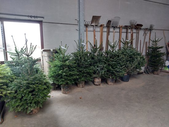 Echte Nordmann kerstboom 80/100 cm in pot gekweekt