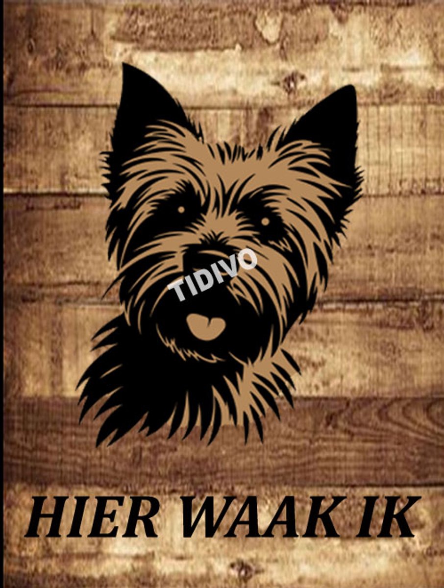 Norwich Terrier 20