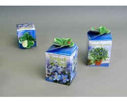 Greengiftdoosje per 10 stuks Vergeet me nietje