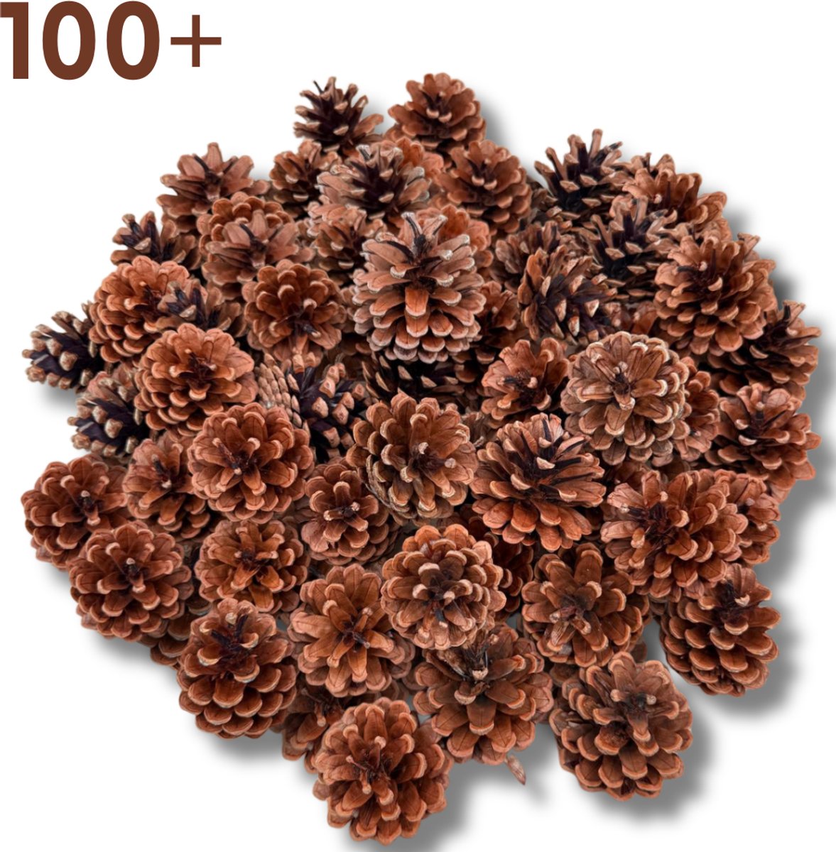 Dennenappels 100+ stuks voor Herfst stukjes, Knutselen en Kerst decoratie 4 tot 7 cm hoog 