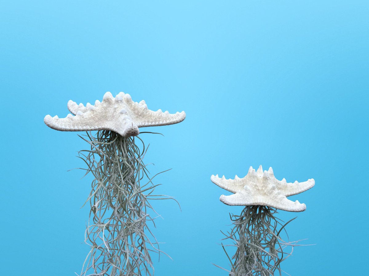 2 wit gebleekte zee-sterren met Spaans mos/Usneoides/Jelly fish/unieke plant/kwalletjes/hangplanten/kamerplanten