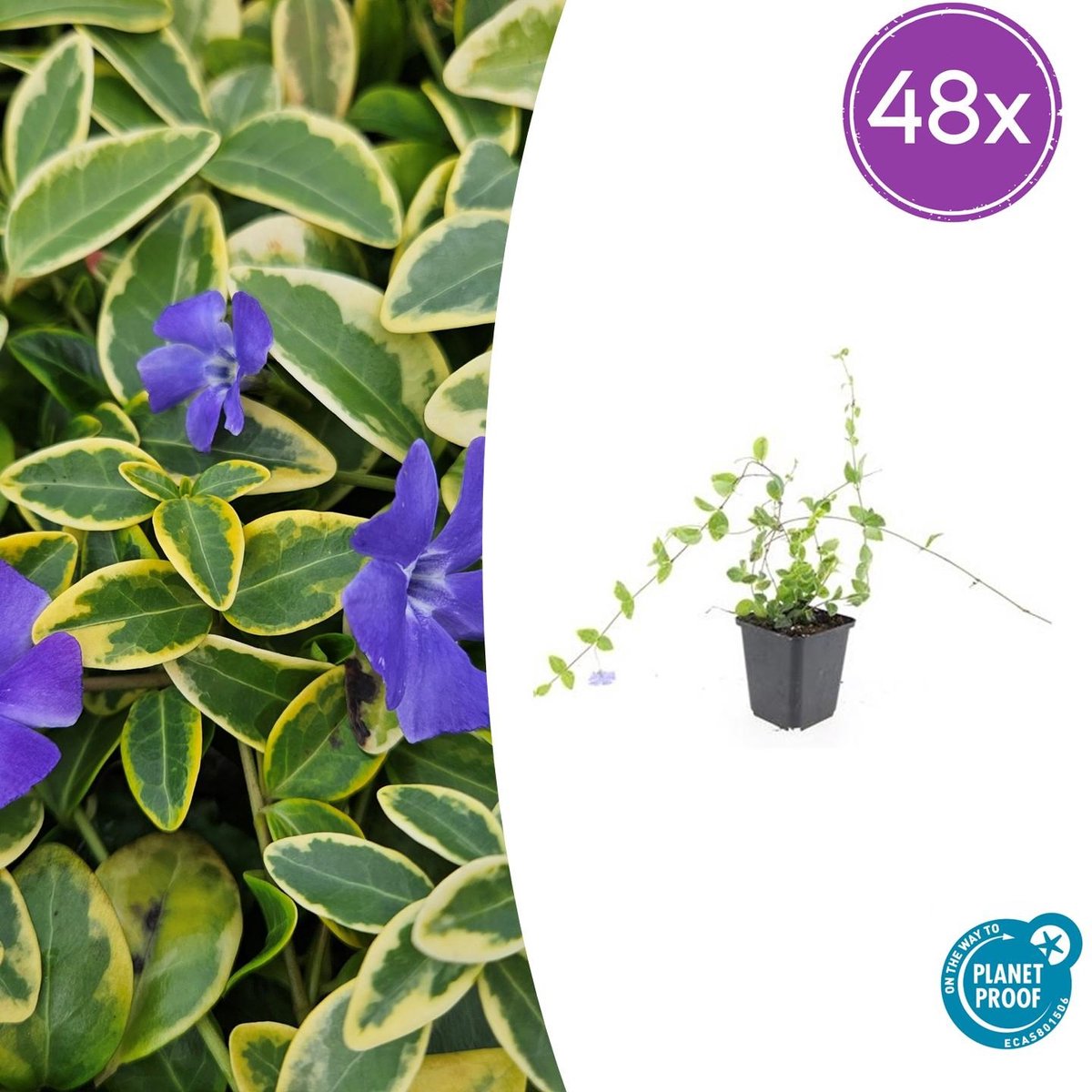 Trendyplants - Vinca minor 'Blue and Gold' - 48 stuks - Maagdenpalm - Winterhard - Hoogte 10-30 cm - Potmaat Ø9cm
