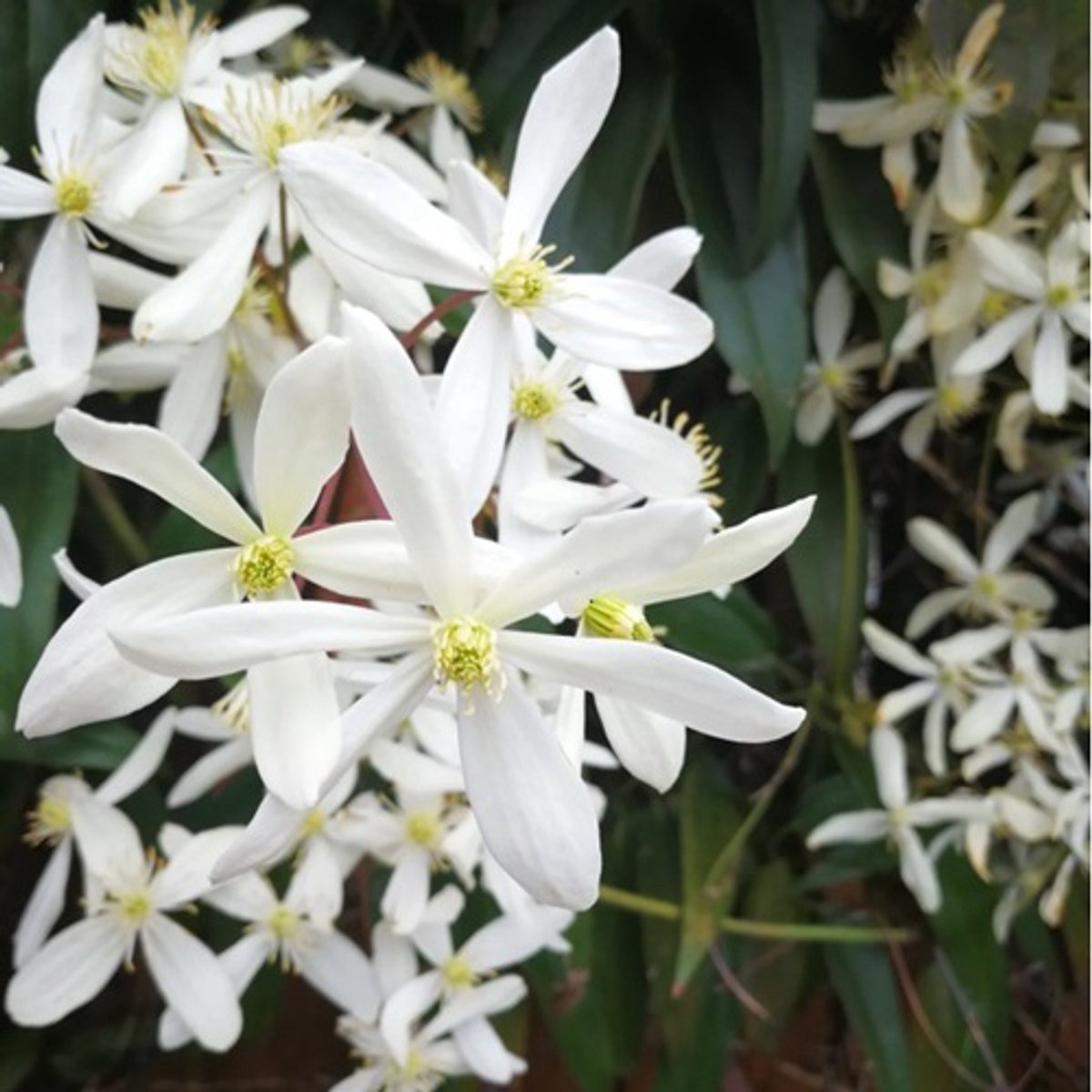 Clematis Armandii (Groenblijvend en Winterhard) - Meerjarige Klimplant - Wit - 2 liter pot - Winterhard, Geurend en Meerjarig