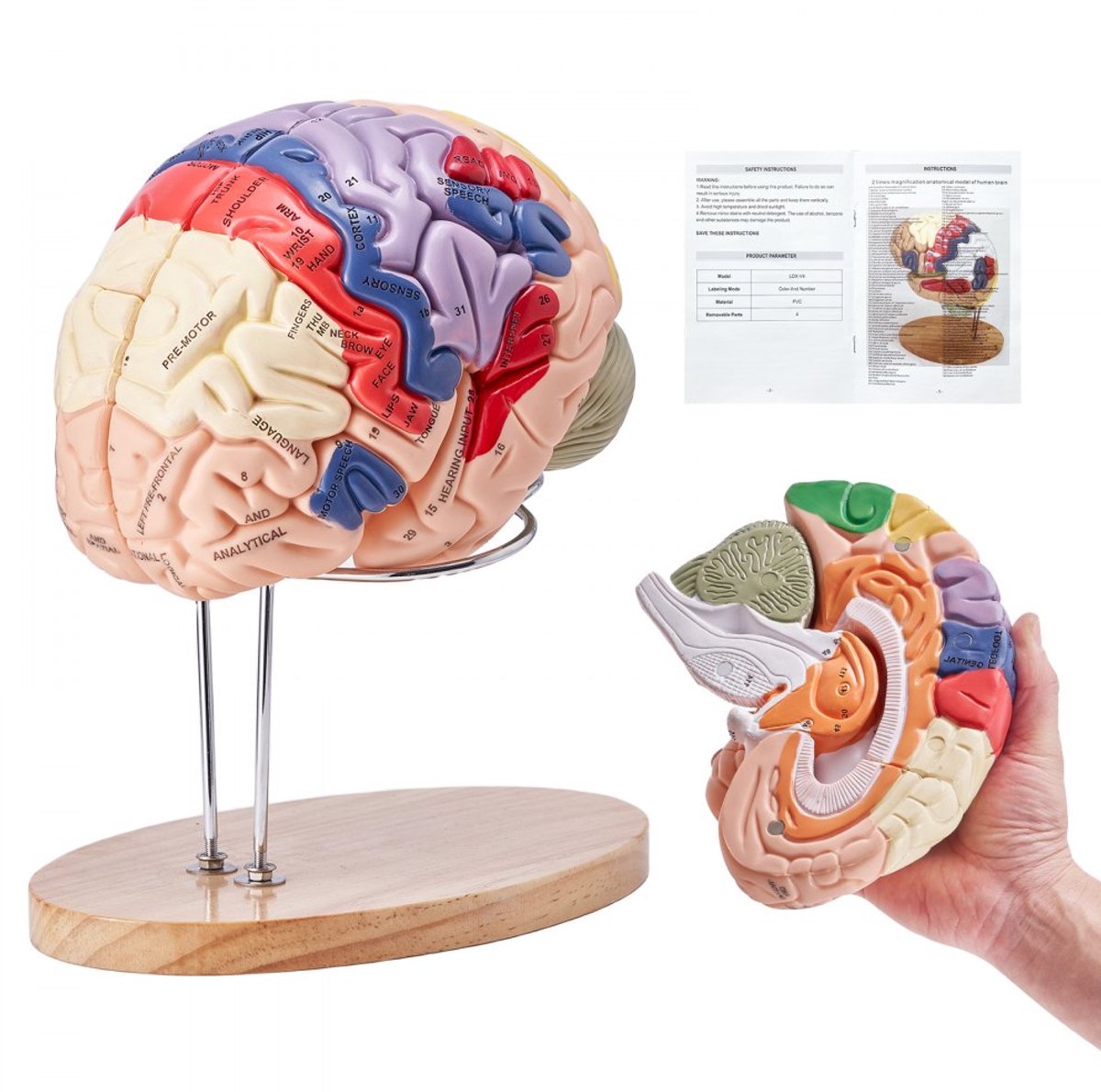 Menselijk Hersenmodel - Anatomisch Model - 2x Levensgroot - 4-Delig - Kleurgecodeerd - Met Labels - Verwijderbare Delen - Met Standaard