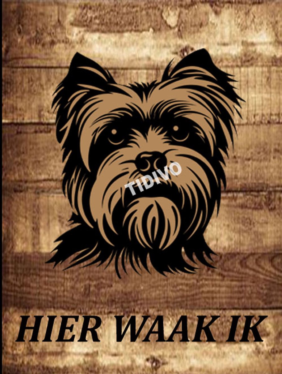 Yorkshire Terrier 20