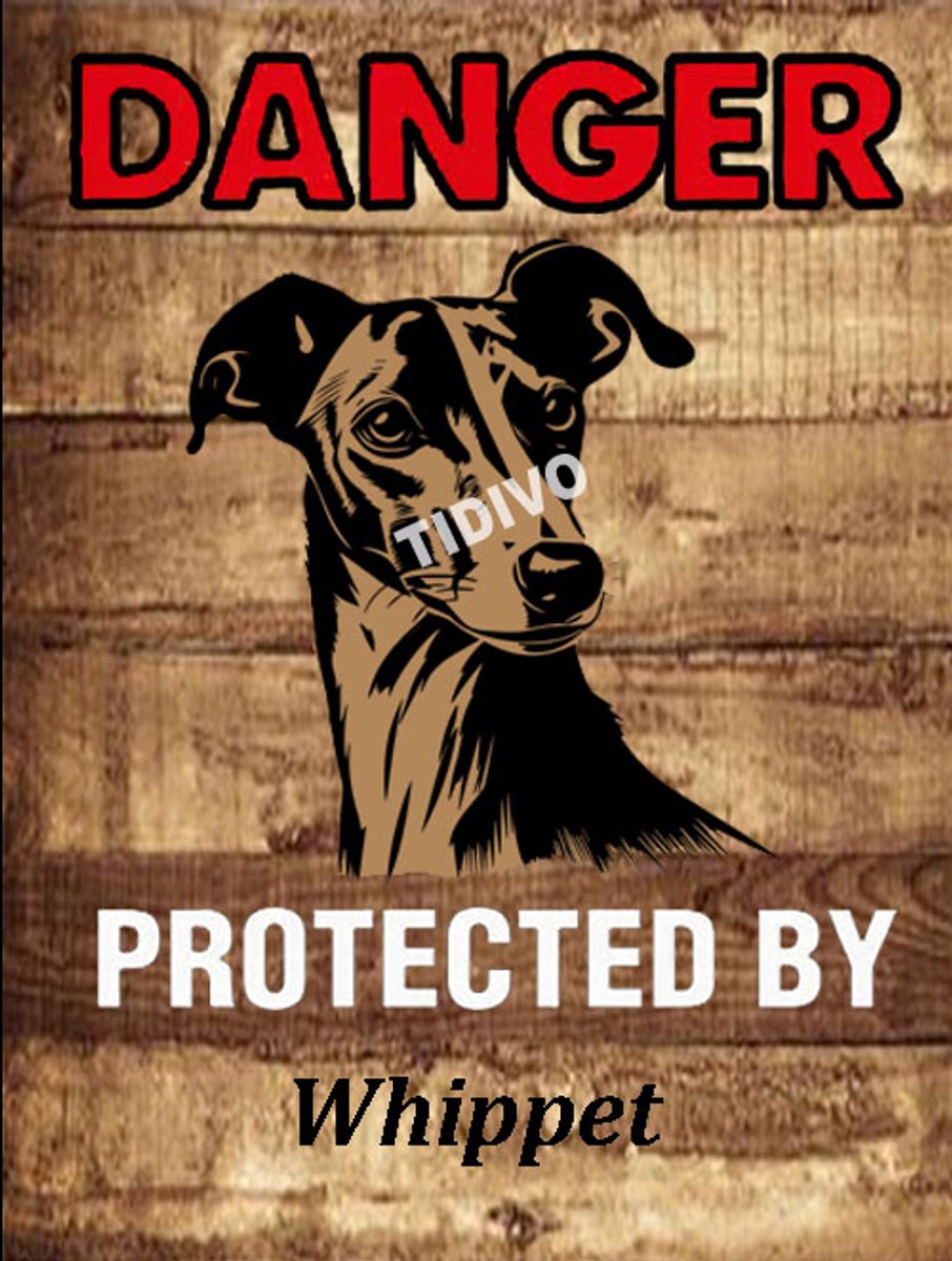 Whippet 19