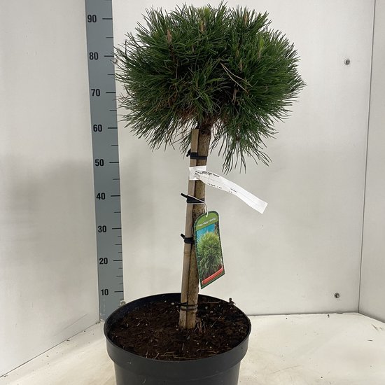 Compacte Pinus mugo 'Varella' bergden, ongeveer 40 cm hoog, met een ronde kroon van donkergroene naalden.