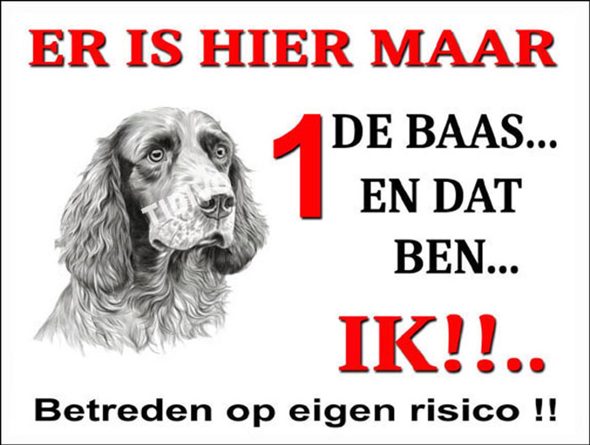 Clumber Spaniel 26