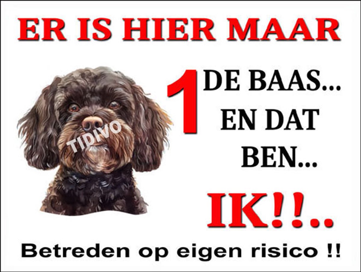 Cavapoo 26