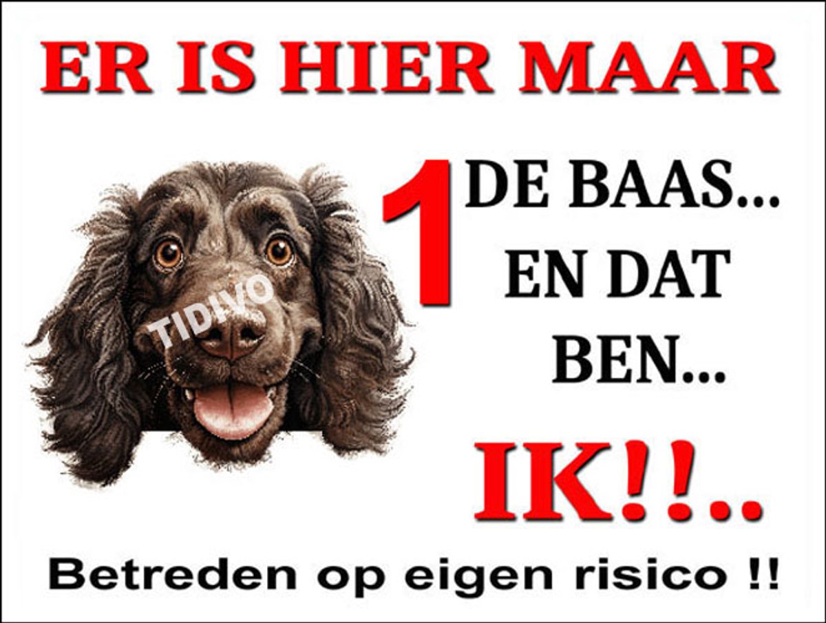 Boykin Spaniel 26