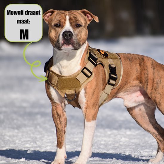 Een bruine hond met een beige tuig. "Mowgli draagt maat: M" staat in een spraakballon.