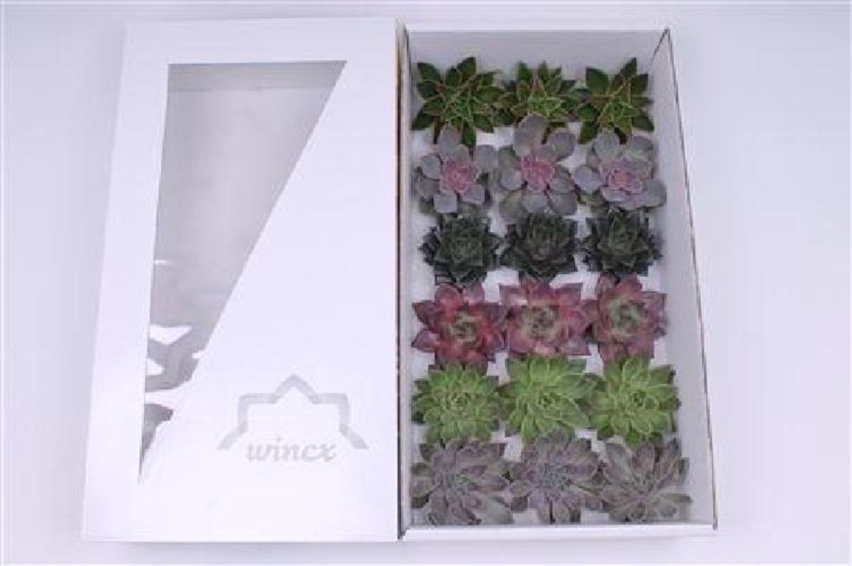 15x Echeveria autumn mix