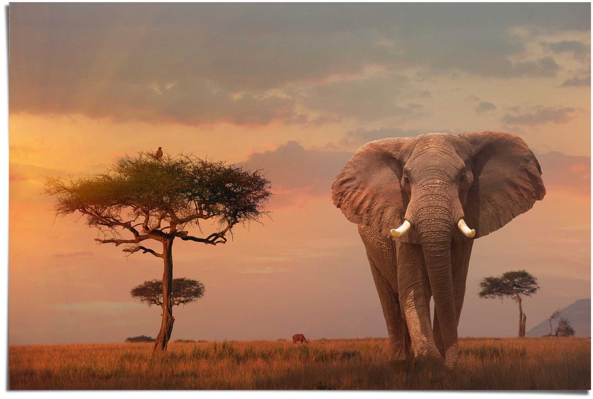 REINDERS Poster Olifant bij schemer - 61 x 91,5 - Papier - REINDERS bruin