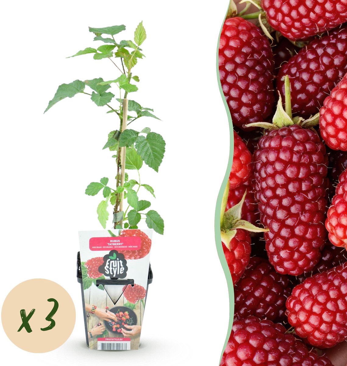 Plantenboetiek.nl | Taybes - Rubus Tayberry - Winterhard - 3 Planten - Ø9cm - 15-25cm hoog - Tuinplant