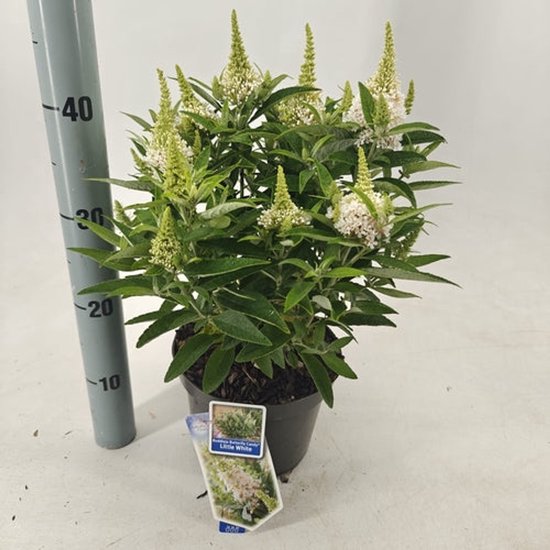 Vlinderstruik Buddleja Davidii 'Summer Kids ® Leni' -S- Potmaat 19 Cm H 30 40 Cm